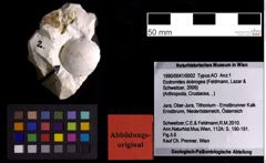 Foto (Objekt + Etiketten) von Eodromites dobrogea (Feldmann, Lazar & Schweitzer, 2006) (NHMW-GEO-1990-0041-0002)